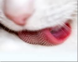 язык кошки