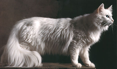 порода ангорских кошек