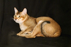 порода цейлонскийх кошек