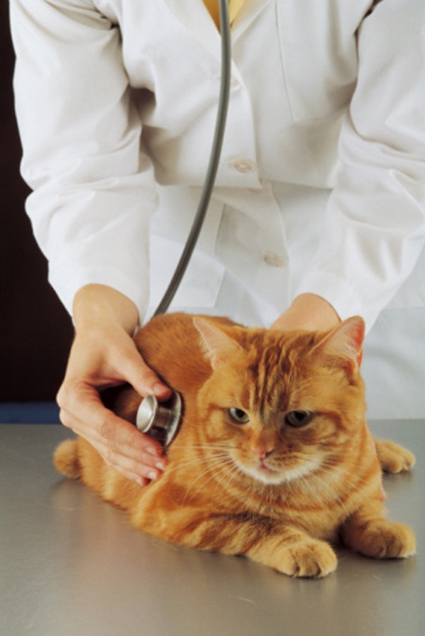 Ветеринарная клиника для кошек