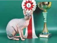 кошка-чемпион