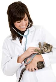 кошка и врач