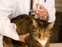 вакцинация кошки