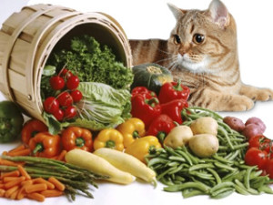 диета для кошек