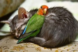 котенок и попугай