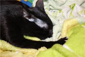 кошка сосет одеяло