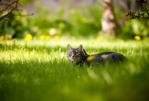 кошка в траве