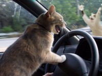 кошка за рулем