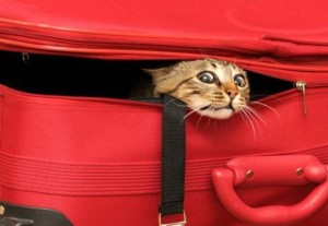 кошка в чемодане
