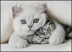 кошка и котенок