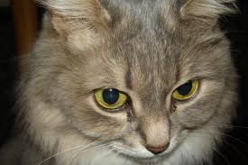 болезнь глаз у кошки