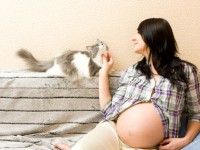 кошка в доме беременной женщины