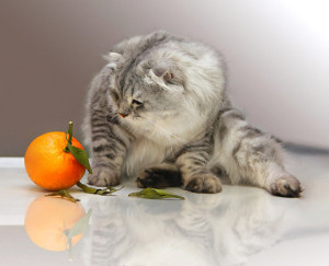кошка не любит запах цитрусовых