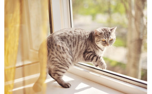 кошка у окна