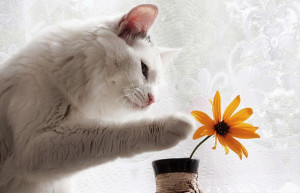 кошки не любят цветы