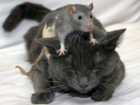 мышка для кошки
