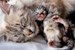 как помочь кошке при родах