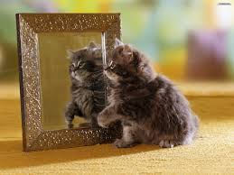 котенок в зеркале