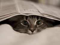 кошка прячется под газету