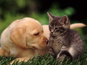 знакомство кошки и собаки