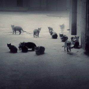 уличные коты