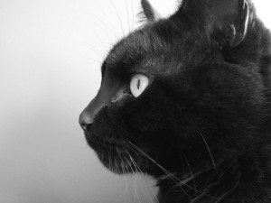 чёрная кошка