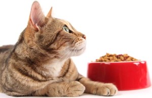 Особенности здорового питания для кошки