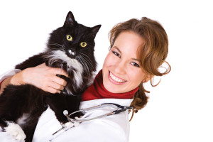 Особенности лечения геморроя у котов